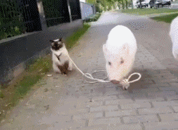 26d2837f96404e42a86bb1cd792611bb.gif