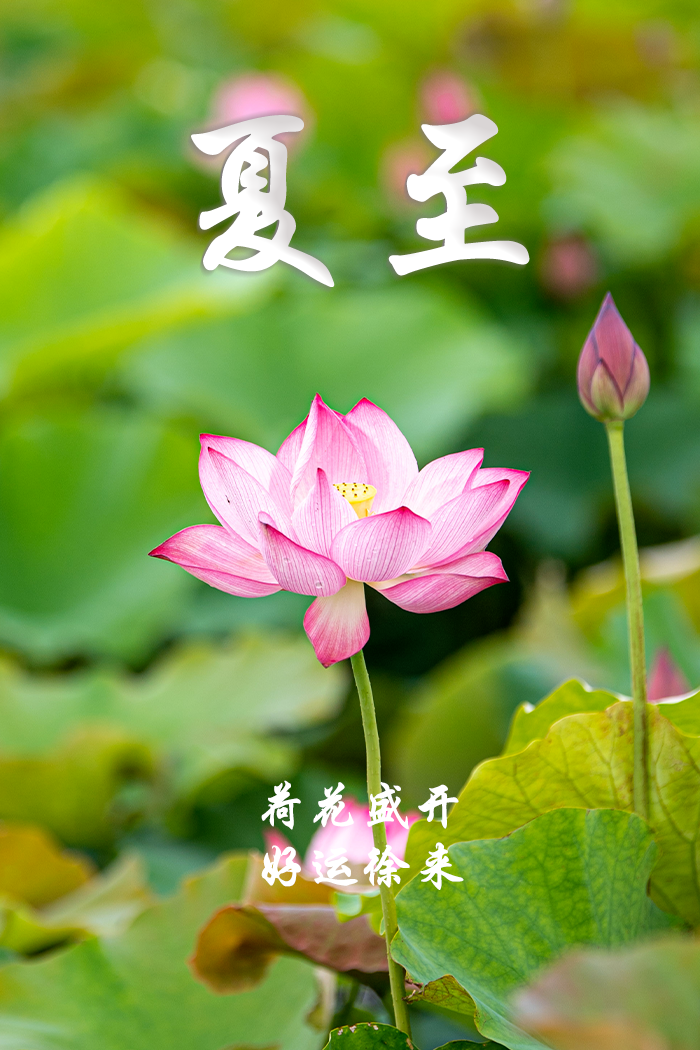 夏至｜夏至于斯，荷韵锦鲤知